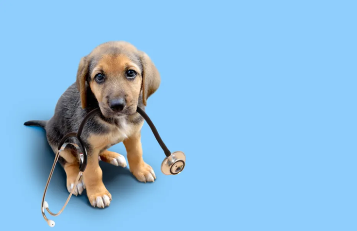 puppy with a stethoscope