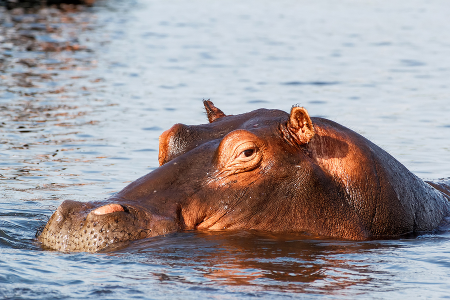 After Countrywide Pause, InsurTech Hippo Slowly Reemerging Next Week